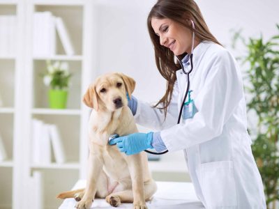 Maestría en Medicina Veterinaria