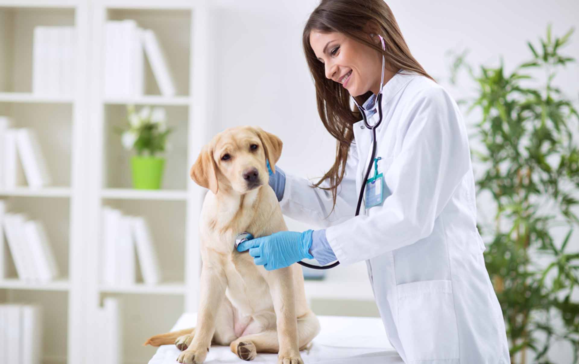 veterinaria